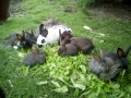 Unsere Tiere:  die Kaninchen vom Mitmachgartenbau