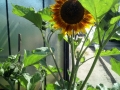 Sonnenblume