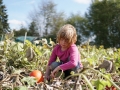 Kinder ernten